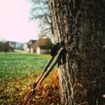 black and red walking stick leaning on brown tree trunk